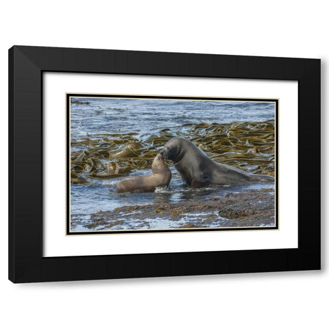 Bleaker Island Southern sea lions near water Black Modern Wood Framed Art Print with Double Matting by Illg, Cathy and Gordon