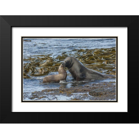 Bleaker Island Southern sea lions near water Black Modern Wood Framed Art Print with Double Matting by Illg, Cathy and Gordon