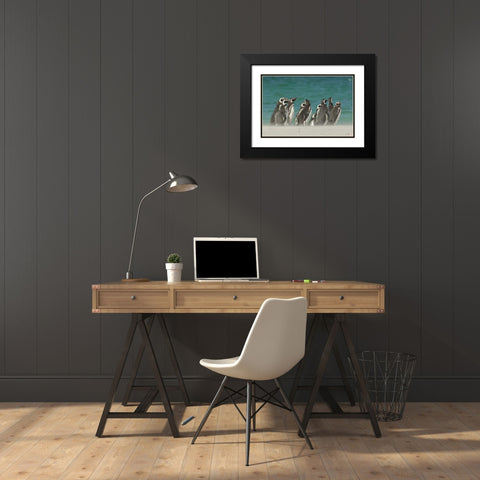 Bleaker Island Gentoo penguins on the beach Black Modern Wood Framed Art Print with Double Matting by Illg, Cathy and Gordon