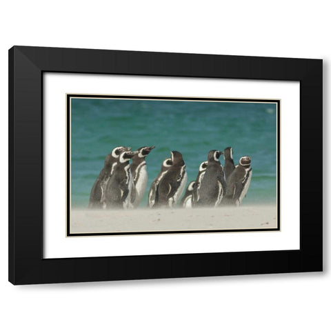 Bleaker Island Gentoo penguins on the beach Black Modern Wood Framed Art Print with Double Matting by Illg, Cathy and Gordon