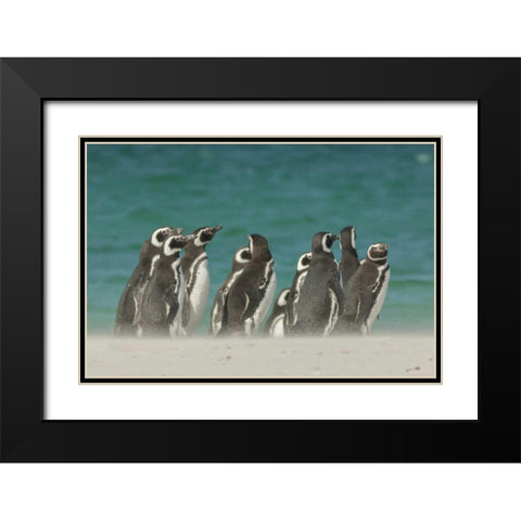 Bleaker Island Gentoo penguins on the beach Black Modern Wood Framed Art Print with Double Matting by Illg, Cathy and Gordon