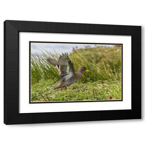 Sea Lion Island Speckled teal duck Black Modern Wood Framed Art Print with Double Matting by Illg, Cathy and Gordon