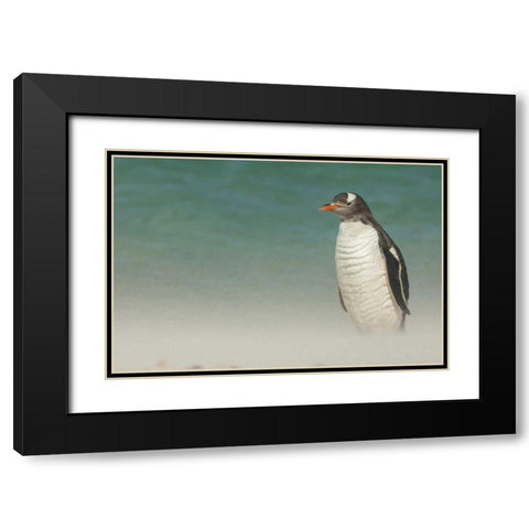 Bleaker Island Gentoo penguin on the beach Black Modern Wood Framed Art Print with Double Matting by Illg, Cathy and Gordon