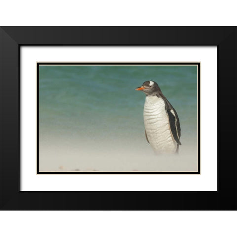 Bleaker Island Gentoo penguin on the beach Black Modern Wood Framed Art Print with Double Matting by Illg, Cathy and Gordon