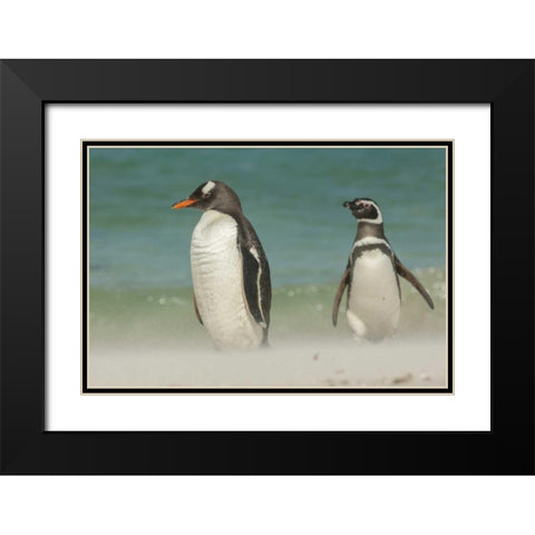 Bleaker Island Gentoo penguins on the beach Black Modern Wood Framed Art Print with Double Matting by Illg, Cathy and Gordon