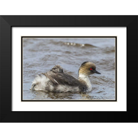 Sea Lion Island Silvery grebe with chick on back Black Modern Wood Framed Art Print with Double Matting by Illg, Cathy and Gordon