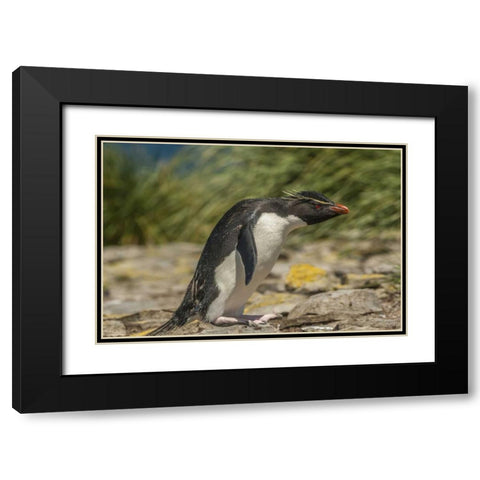 Falkland Islands, Bleaker Is Rockhopper penguin Black Modern Wood Framed Art Print with Double Matting by Illg, Cathy and Gordon