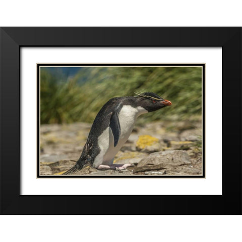 Falkland Islands, Bleaker Is Rockhopper penguin Black Modern Wood Framed Art Print with Double Matting by Illg, Cathy and Gordon