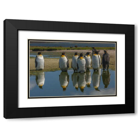 East Falkland King penguins reflecting in water Black Modern Wood Framed Art Print with Double Matting by Illg, Cathy and Gordon