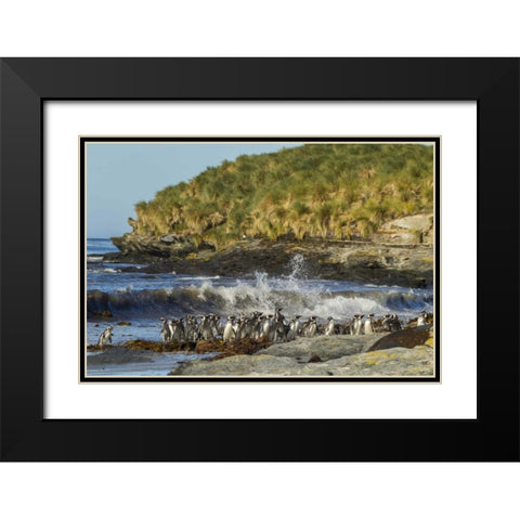 Sea Lion Island Magellanic penguins and surf Black Modern Wood Framed Art Print with Double Matting by Illg, Cathy and Gordon