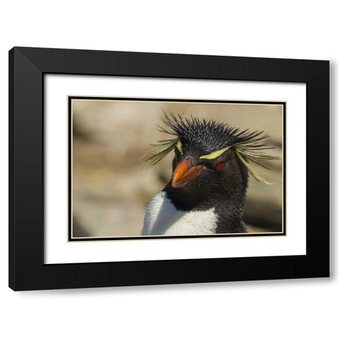 Saunders Island Rockhopper penguin portrait Black Modern Wood Framed Art Print with Double Matting by Illg, Cathy and Gordon