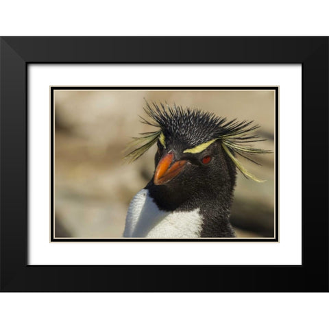 Saunders Island Rockhopper penguin portrait Black Modern Wood Framed Art Print with Double Matting by Illg, Cathy and Gordon
