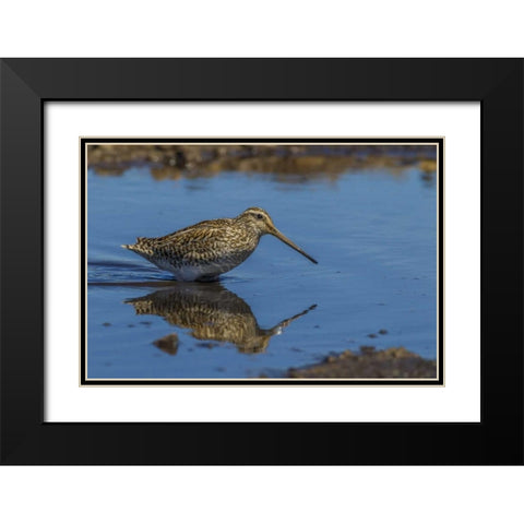 Sea Lion Island Magellanic snipe in water Black Modern Wood Framed Art Print with Double Matting by Illg, Cathy and Gordon