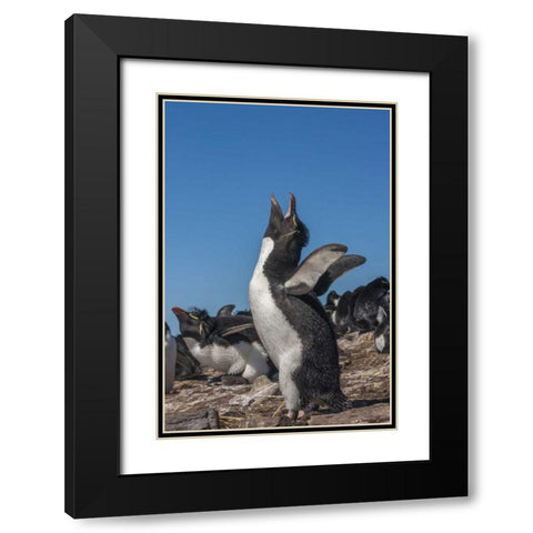 Bleaker Island Rockhopper penguin calling Black Modern Wood Framed Art Print with Double Matting by Illg, Cathy and Gordon