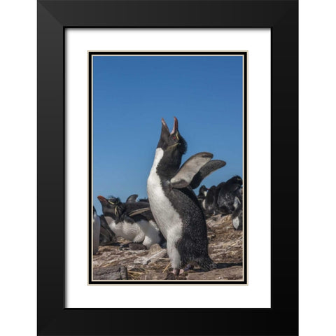 Bleaker Island Rockhopper penguin calling Black Modern Wood Framed Art Print with Double Matting by Illg, Cathy and Gordon