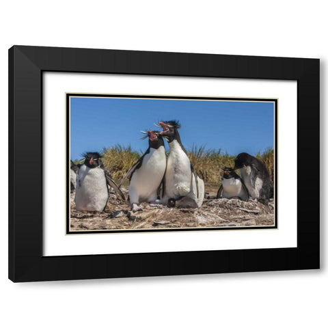 Bleaker Island Rockhopper penguins sing duet Black Modern Wood Framed Art Print with Double Matting by Illg, Cathy and Gordon