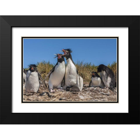 Bleaker Island Rockhopper penguins sing duet Black Modern Wood Framed Art Print with Double Matting by Illg, Cathy and Gordon