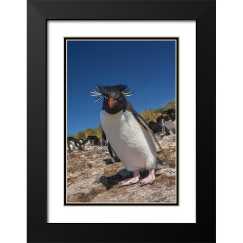 Falkland Islands, Bleaker Is Rockhopper penguin Black Modern Wood Framed Art Print with Double Matting by Illg, Cathy and Gordon