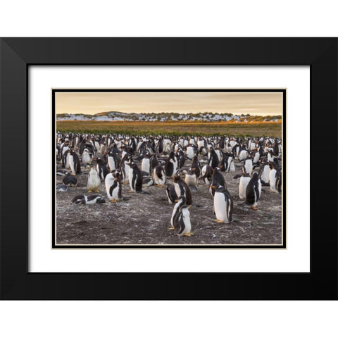 Sea Lion Island Gentoo penguins colony Black Modern Wood Framed Art Print with Double Matting by Illg, Cathy and Gordon