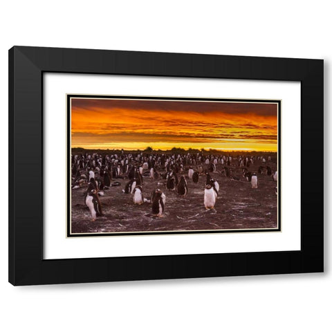 Sea Lion Island Gentoo penguins colony at sunset Black Modern Wood Framed Art Print with Double Matting by Illg, Cathy and Gordon