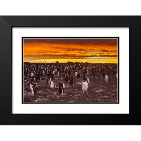 Sea Lion Island Gentoo penguins colony at sunset Black Modern Wood Framed Art Print with Double Matting by Illg, Cathy and Gordon