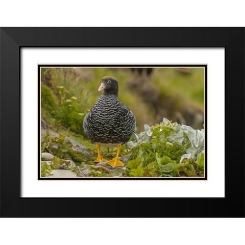 Falkland Islands, Carcass Island Kelp goose Black Modern Wood Framed Art Print with Double Matting by Illg, Cathy and Gordon