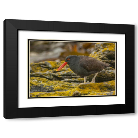 Carcass Island Blackish oystercatcher Black Modern Wood Framed Art Print with Double Matting by Illg, Cathy and Gordon