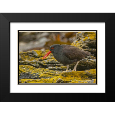 Carcass Island Blackish oystercatcher Black Modern Wood Framed Art Print with Double Matting by Illg, Cathy and Gordon