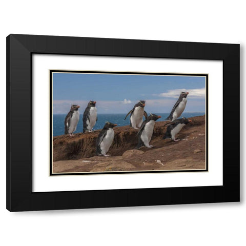 Saunders Island Group of rockhopper penguins Black Modern Wood Framed Art Print with Double Matting by Illg, Cathy and Gordon