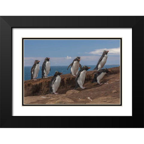 Saunders Island Group of rockhopper penguins Black Modern Wood Framed Art Print with Double Matting by Illg, Cathy and Gordon