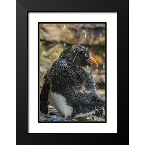 Saunders Island Rockhopper penguin bathing Black Modern Wood Framed Art Print with Double Matting by Illg, Cathy and Gordon