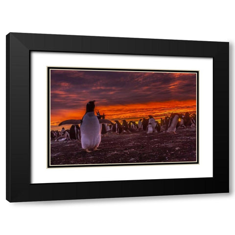 Sea Lion Island Gentoo penguin colony at sunset Black Modern Wood Framed Art Print with Double Matting by Illg, Cathy and Gordon