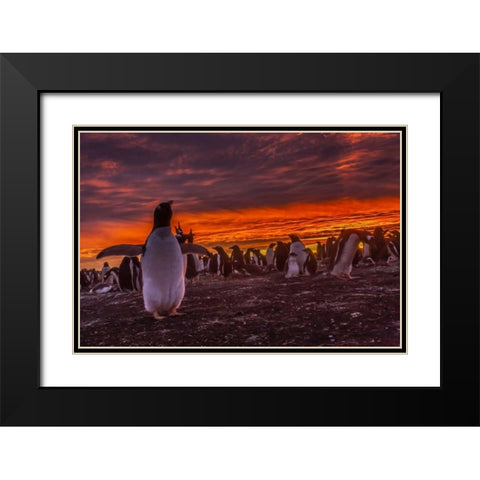 Sea Lion Island Gentoo penguin colony at sunset Black Modern Wood Framed Art Print with Double Matting by Illg, Cathy and Gordon