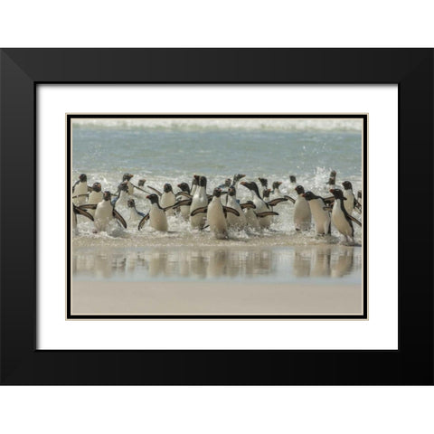 Saunders Island Rockhopper penguins returning Black Modern Wood Framed Art Print with Double Matting by Illg, Cathy and Gordon
