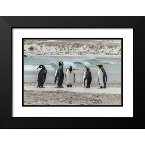 East Falkland King penguins on beach Black Modern Wood Framed Art Print with Double Matting by Illg, Cathy and Gordon