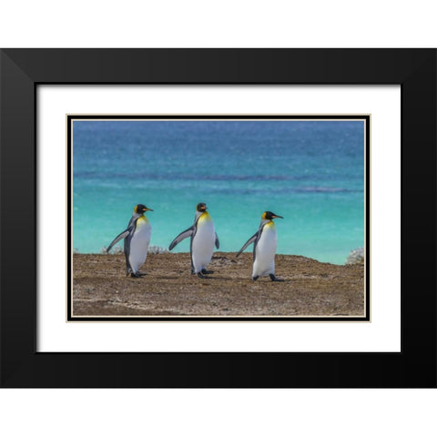 East Falkland King penguins walking Black Modern Wood Framed Art Print with Double Matting by Illg, Cathy and Gordon