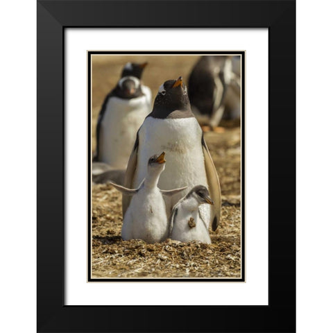 East Falkland Gentoo penguin parent and chicks Black Modern Wood Framed Art Print with Double Matting by Illg, Cathy and Gordon
