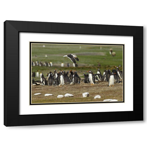 East Falkland Kelp gull over Gentoo penguins Black Modern Wood Framed Art Print with Double Matting by Illg, Cathy and Gordon