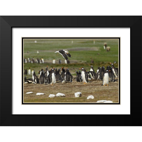 East Falkland Kelp gull over Gentoo penguins Black Modern Wood Framed Art Print with Double Matting by Illg, Cathy and Gordon
