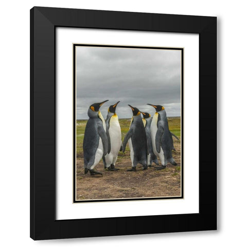 Falkland Islands, Volunteer Point King penguins Black Modern Wood Framed Art Print with Double Matting by Illg, Cathy and Gordon