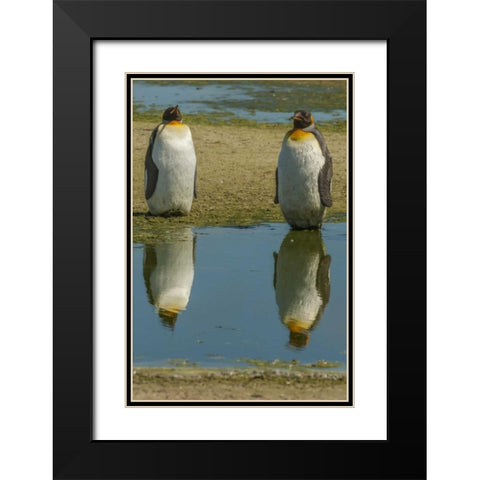 East Falkland King penguins reflecting in water Black Modern Wood Framed Art Print with Double Matting by Illg, Cathy and Gordon