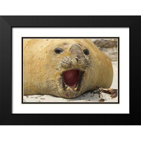 Sea Lion Island Southern elephant seal Black Modern Wood Framed Art Print with Double Matting by Illg, Cathy and Gordon