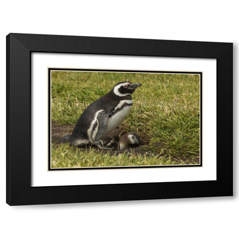 Sea Lion Island Magellanic penguin and chicks Black Modern Wood Framed Art Print with Double Matting by Illg, Cathy and Gordon
