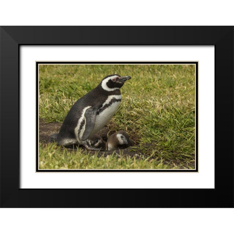 Sea Lion Island Magellanic penguin and chicks Black Modern Wood Framed Art Print with Double Matting by Illg, Cathy and Gordon