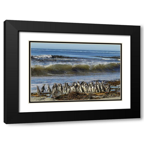 Sea Lion Island Magellanic penguins and surf Black Modern Wood Framed Art Print with Double Matting by Illg, Cathy and Gordon
