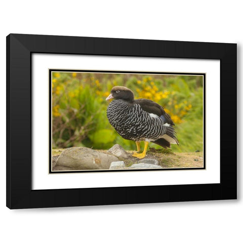 Falkland Islands, Carcass Island Kelp goose Black Modern Wood Framed Art Print with Double Matting by Illg, Cathy and Gordon