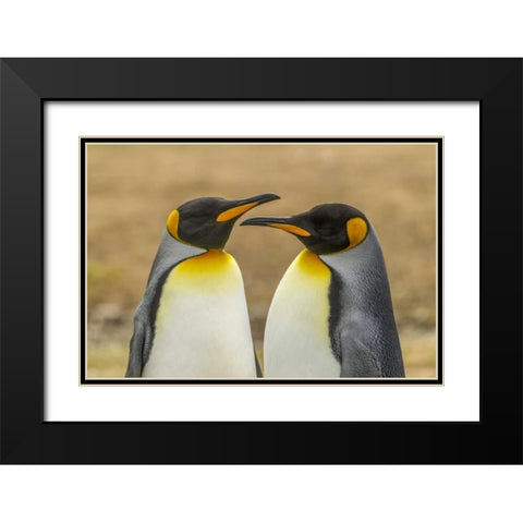 East Falkland Pair of king penguins Black Modern Wood Framed Art Print with Double Matting by Illg, Cathy and Gordon