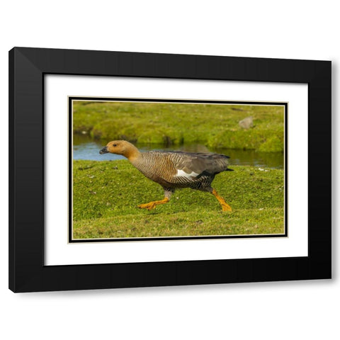Bleaker Island Female upland goose running Black Modern Wood Framed Art Print with Double Matting by Illg, Cathy and Gordon