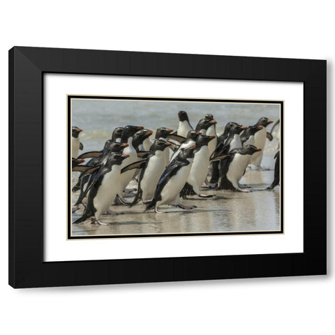 Saunders Island Rockhopper penguins returning Black Modern Wood Framed Art Print with Double Matting by Illg, Cathy and Gordon