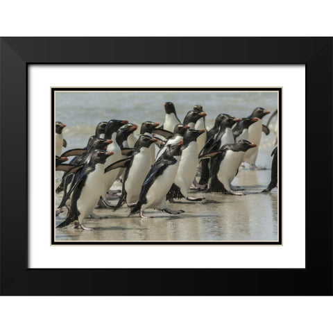 Saunders Island Rockhopper penguins returning Black Modern Wood Framed Art Print with Double Matting by Illg, Cathy and Gordon